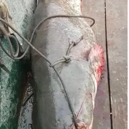 Apartmán Smestaj Zeka Tekija Tekija (Bor)