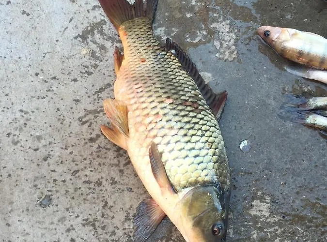 Διαμέρισμα Smestaj Zeka Tekija