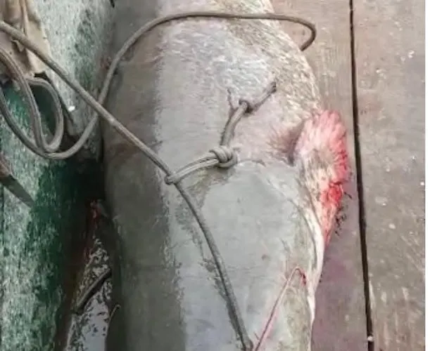 Διαμέρισμα Smestaj Zeka Tekija Tekija (Bor)