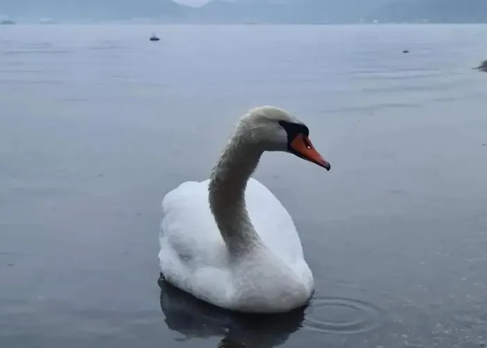 Διαμέρισμα Smestaj Zeka Tekija